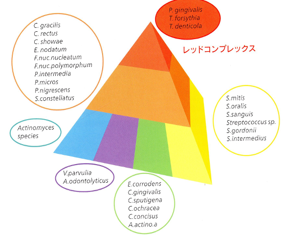 レッドコンプレックス